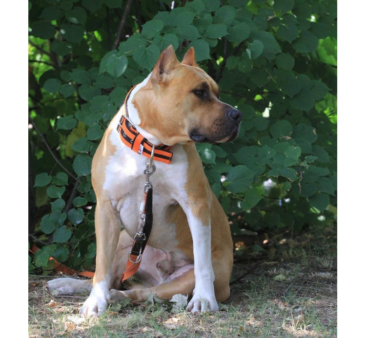 El Perro csíkos nyakörv, 4 cm széles