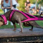 Kutyás súlyhúzás