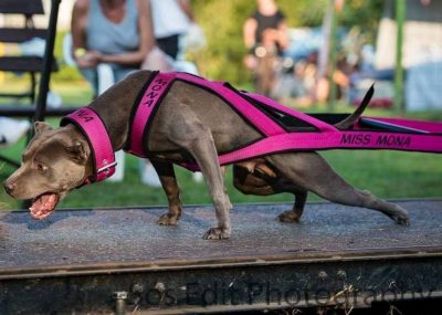 Kutyás súlyhúzás