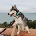 Husky Tihanyban