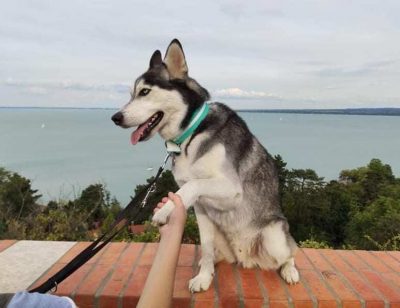 Husky Tihanyban