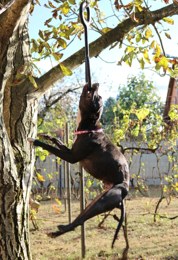 Playdog lógató gumi kutyáknak