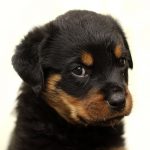 Kiskutyát szeretnék