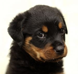 Kiskutyát szeretnék