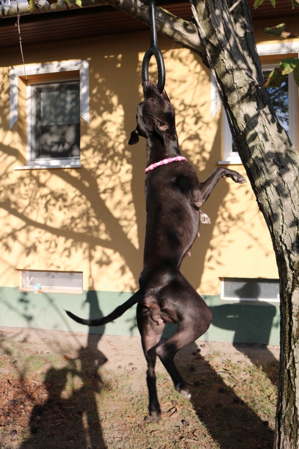 Playdog lógató gumi kutyáknak