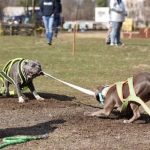 Kutyás kötélhúzás