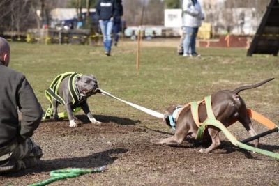 Kutyás kötélhúzás