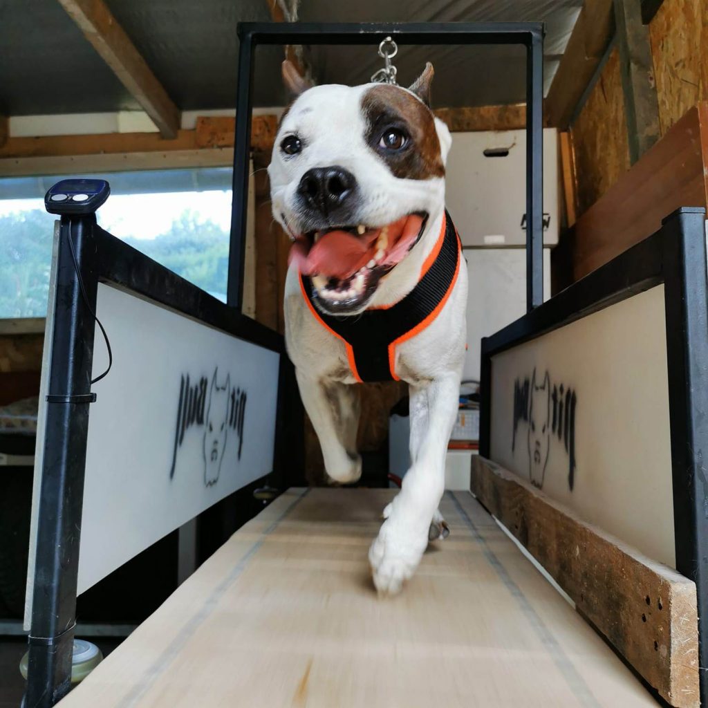 Kutya edzés kijárási tilalom esetén