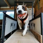 Kutya edzés kijárási tilalom esetén