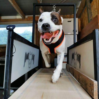 Kutya edzés kijárási tilalom esetén