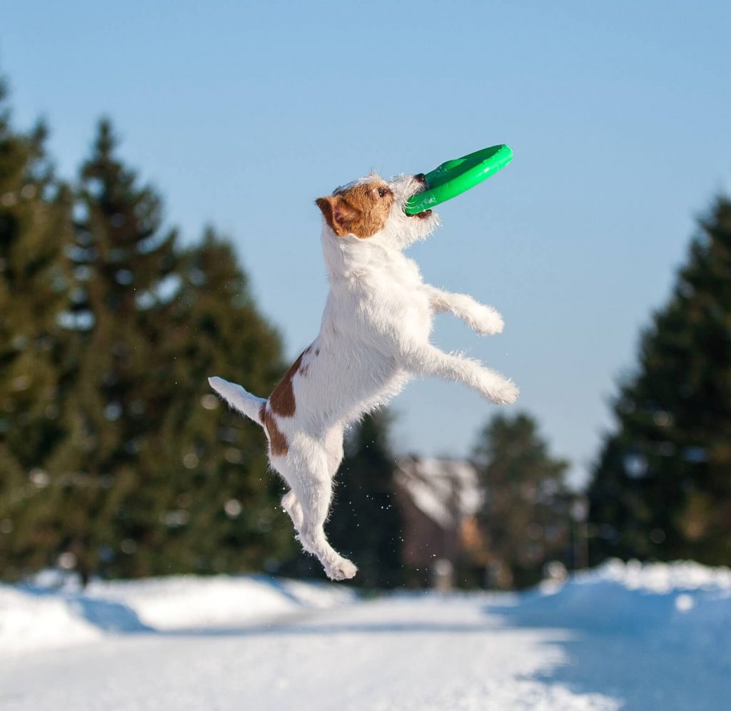 Kutyázás ősszel, télen