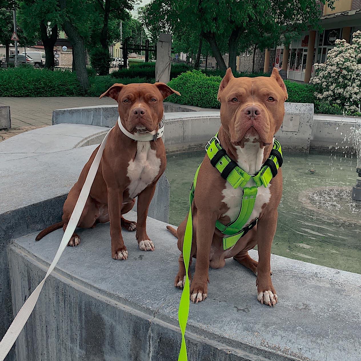 El Perro INSIDE kutyahám, 4 cm széles El Perro INSIDE hámban