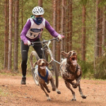 Munkakutyák bikejöring versenyen