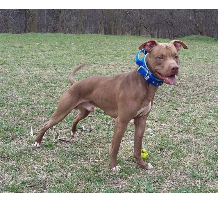 Fogós bélelt nyakörv, El Perro, 4 cm széles